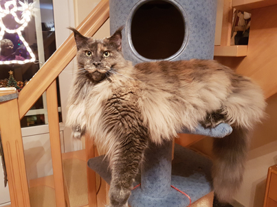 NetObjects Fusion Essentials NetObjects Fusion Essentials