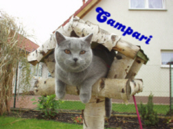 NetObjects Fusion Essentials NetObjects Fusion Essentials