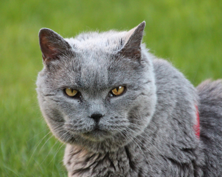 NetObjects Fusion Essentials NetObjects Fusion Essentials