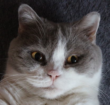 NetObjects Fusion Essentials NetObjects Fusion Essentials