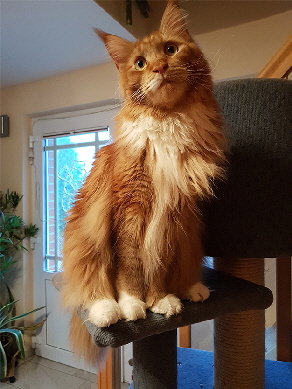 NetObjects Fusion Essentials NetObjects Fusion Essentials